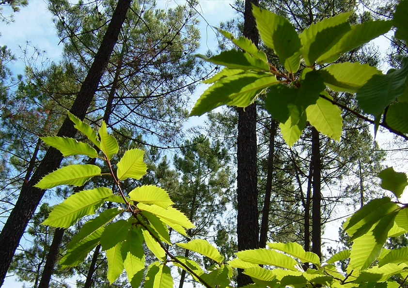 PLANO MUNICIPAL DE DEFESA DA FLORESTA CONTRA INCÊNDIOS