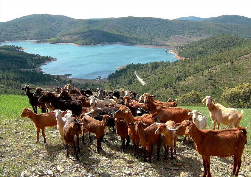 AGRICULTURA