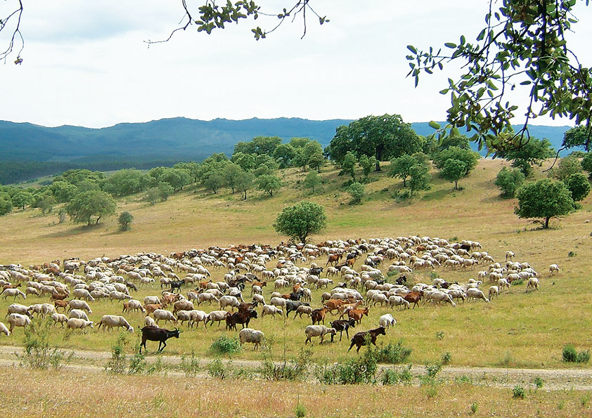 APOIOS