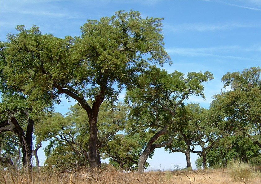CUIDADOS A TER COM PRÁTICAS AGRÍCOLAS ENVOLVENDO O USO DO FOGO - QUEIMAS E QUEIMADAS